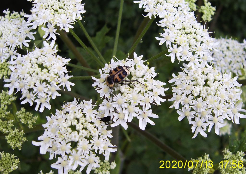 Cetoniidae: Trichius zonatus (= gallicus)